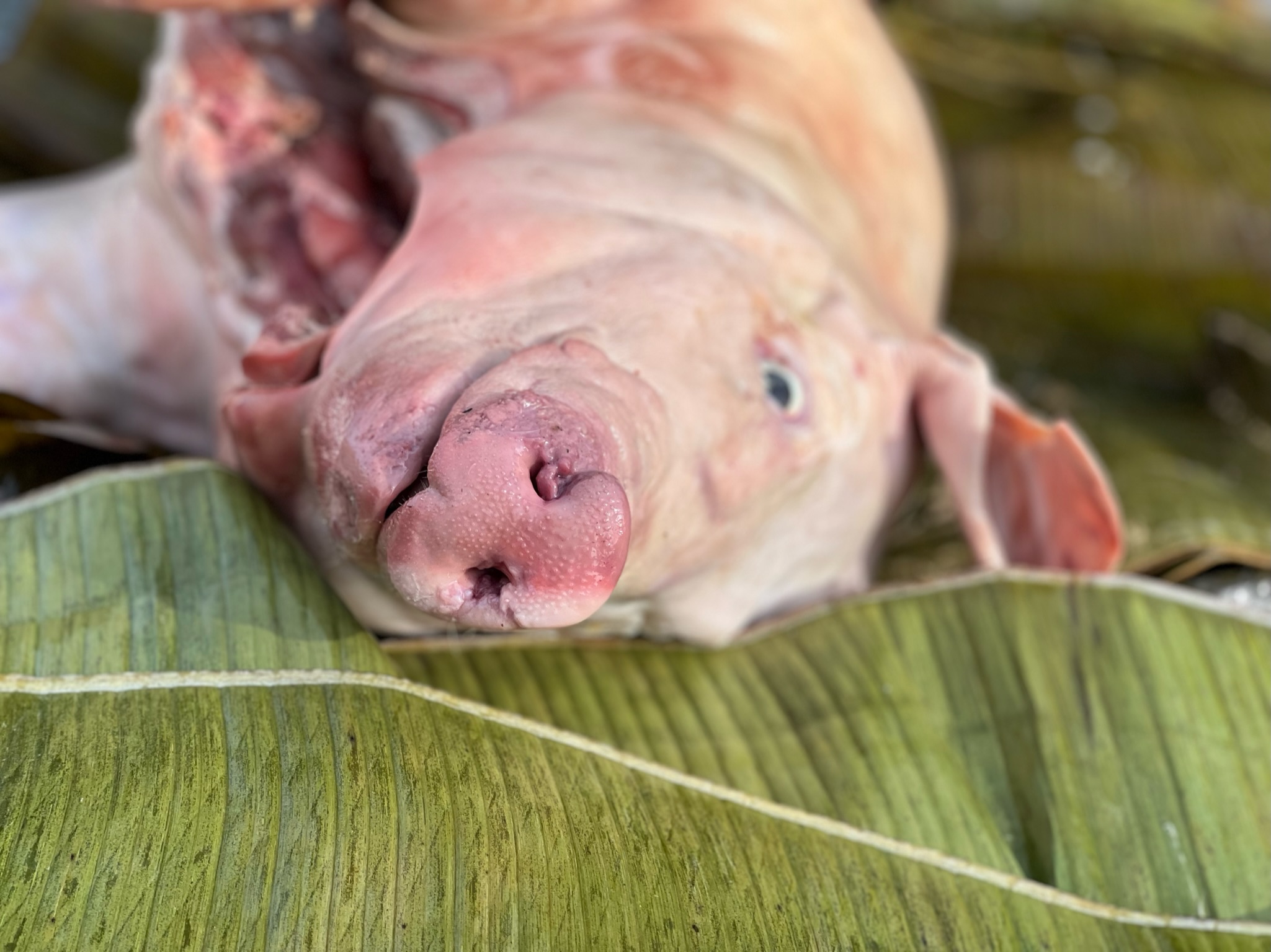 Close up of pigs snout lying on banana leaves