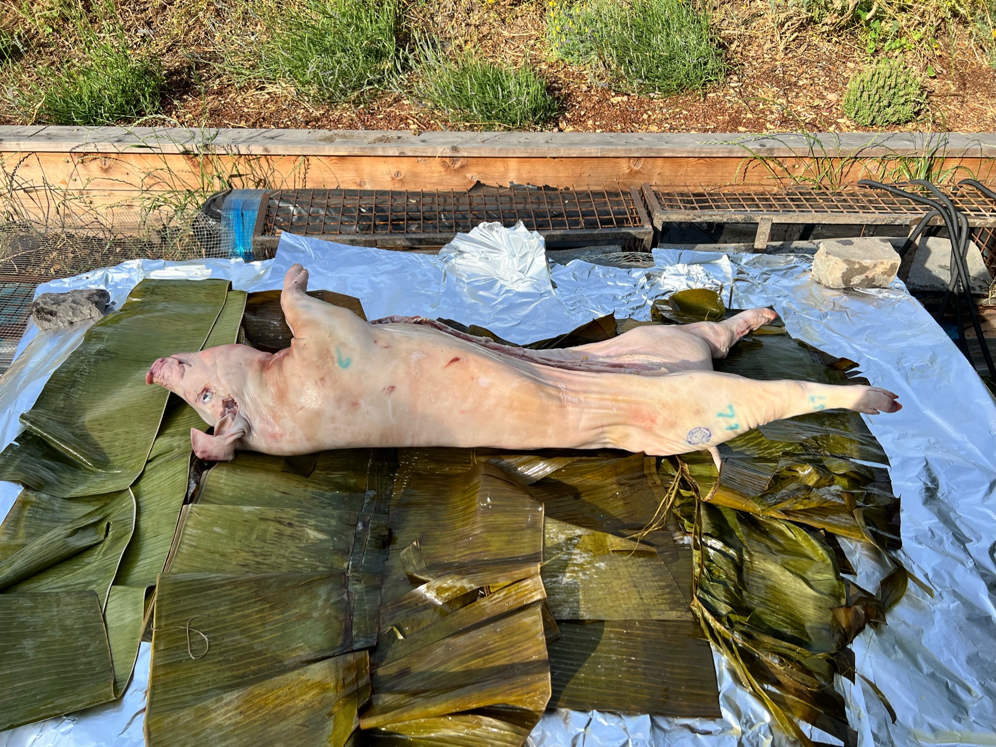 Pig ready to be wrapped. Lying on banana leaves and foil.