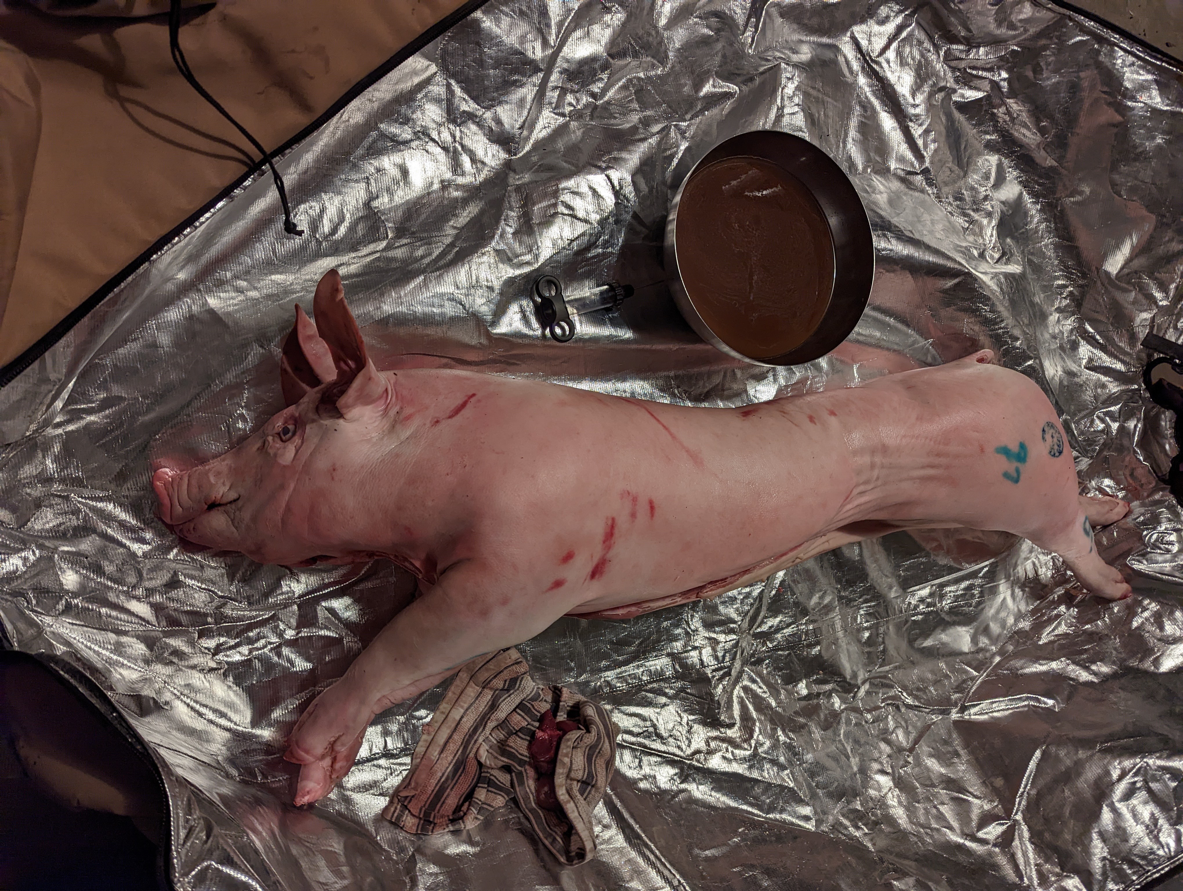The pig getting injected with the marinade